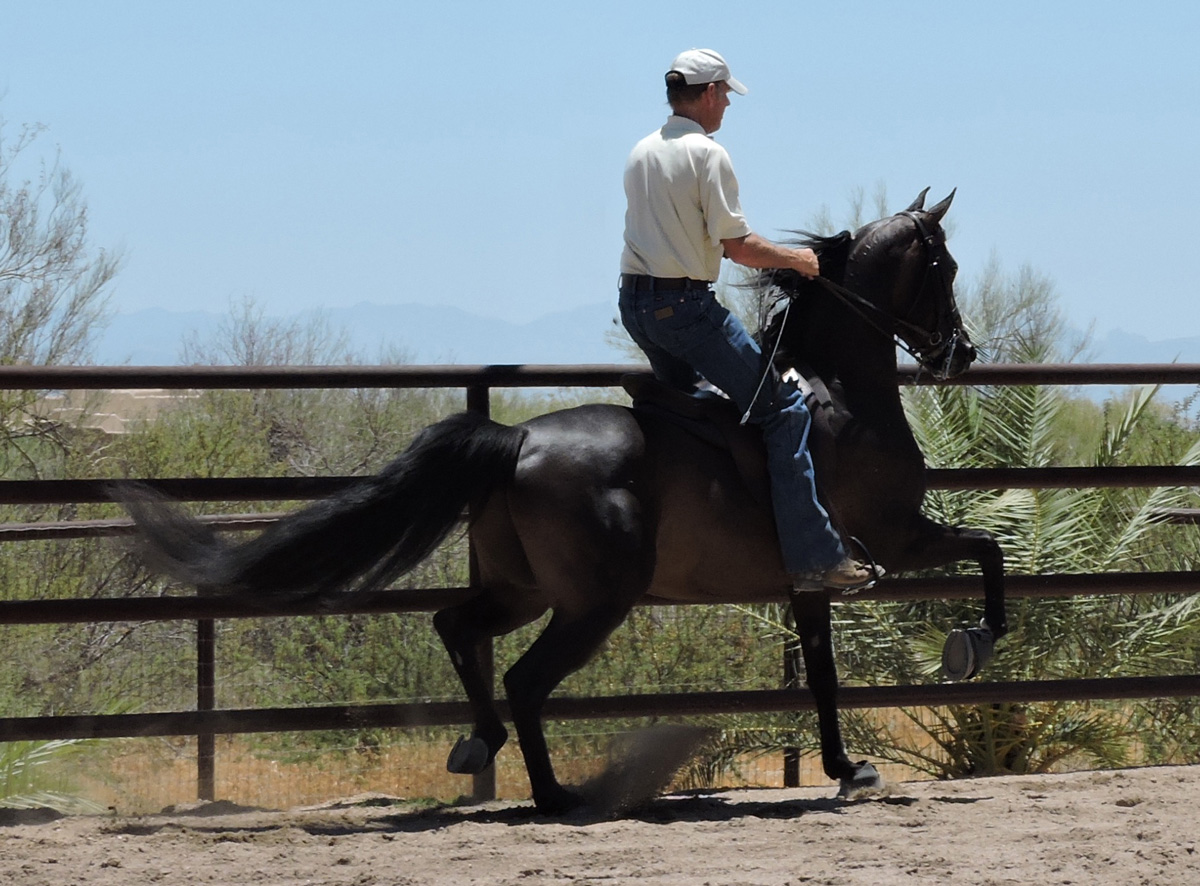 Culbreth Equine