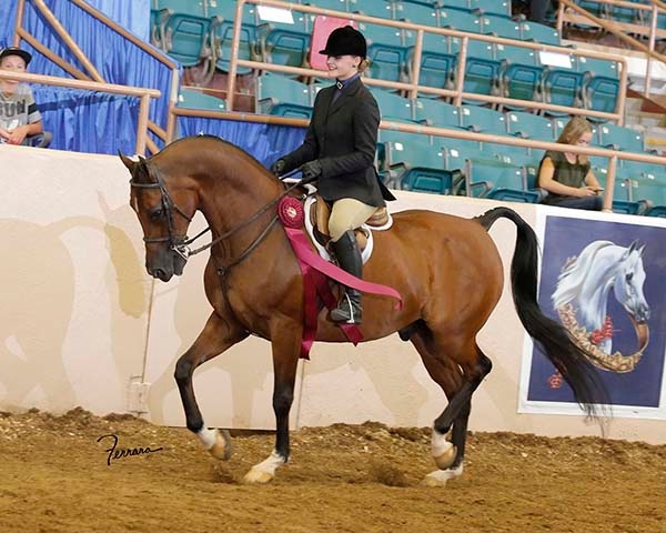 Culbreth Equine