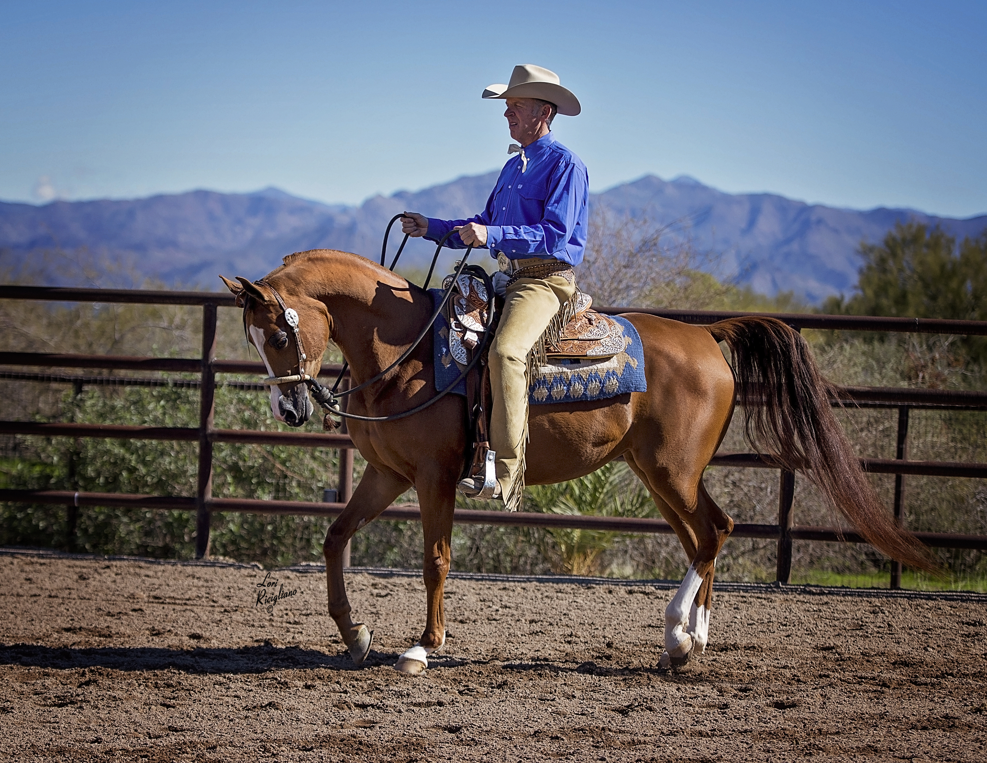 Culbreth Equine