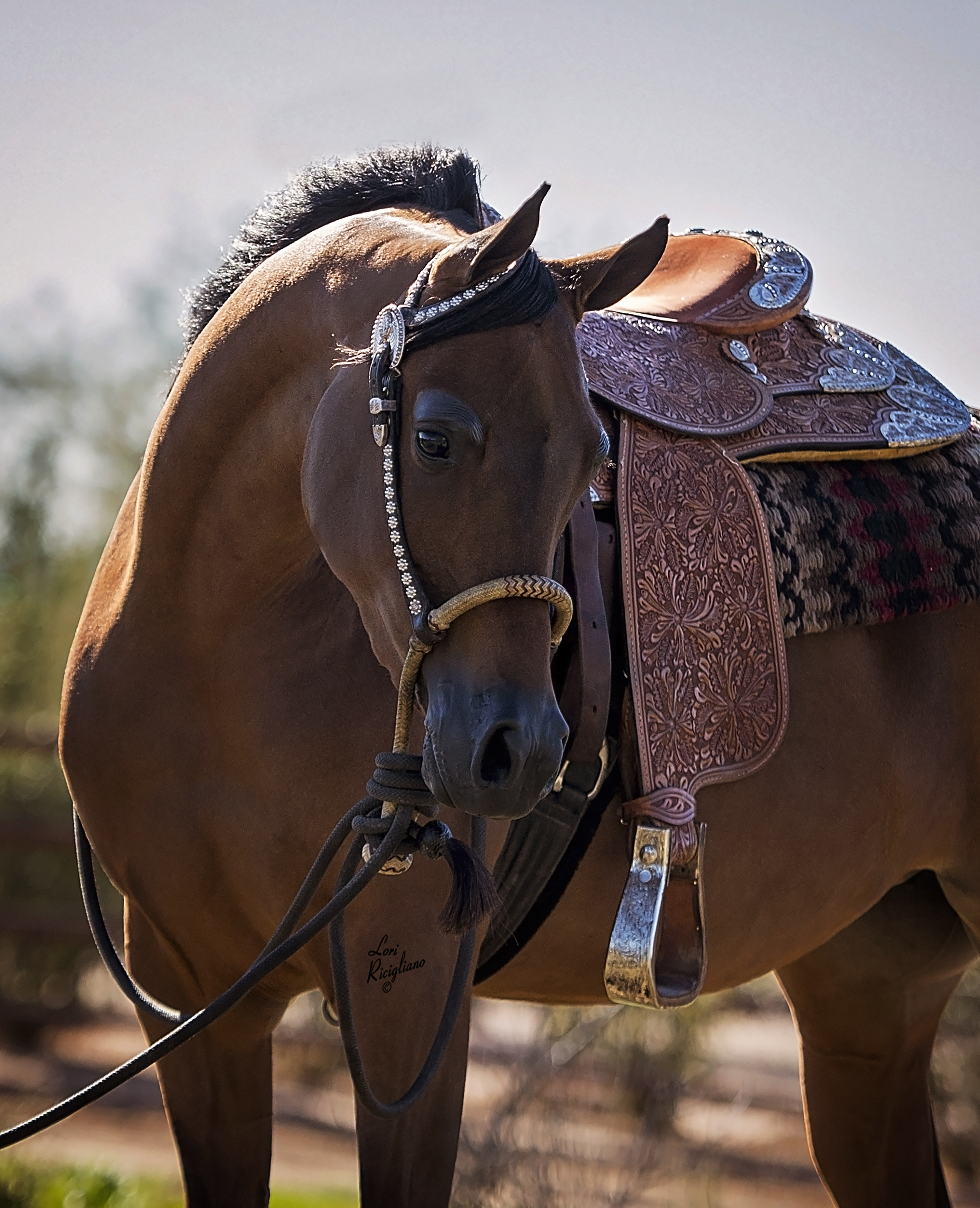 Culbreth Equine