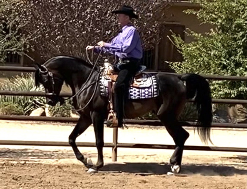 $70,000 payout for western pleasure and hunter under saddle at